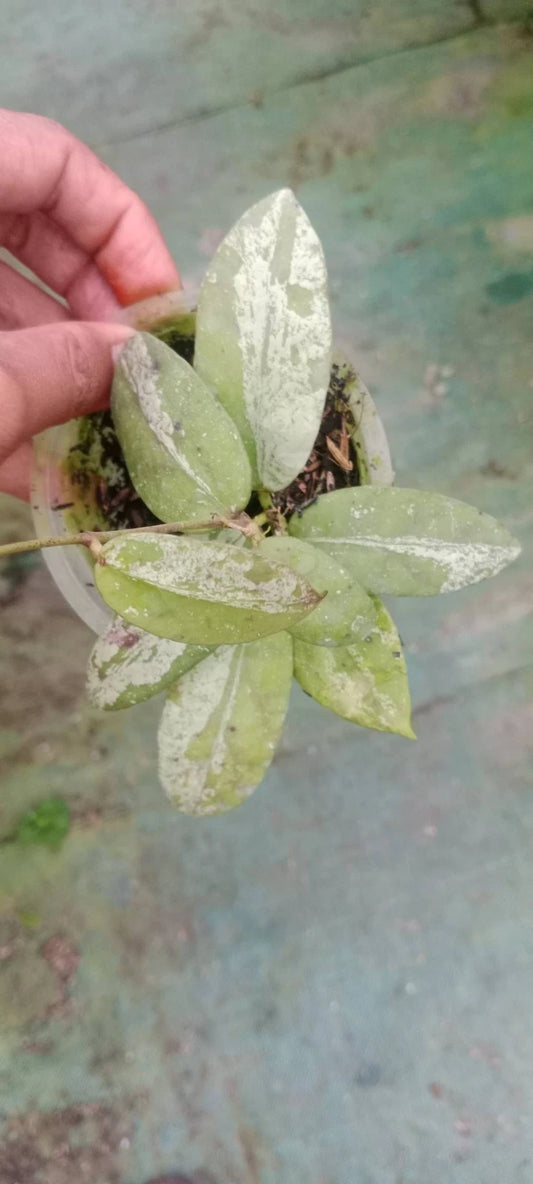 Hoya Scortechinii Silver Splash Rare Tropical Wax Plant (Rare Exotic Epiphytic Vine Specimen) – Premium Botanical Houseplant Seeds & Cuttings for Growing