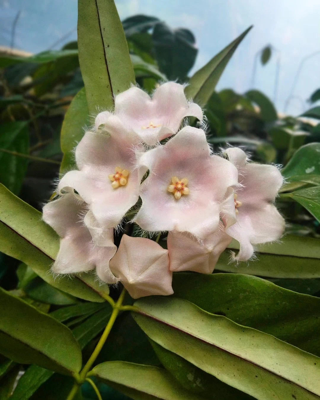 Rare Hoya Paradisea sp. Papua Live Plant - Premium Exotic Tropical Fragrant Wax Plant