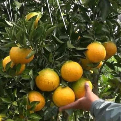 Fresh Dekopon Orange Seeds (Citrus reticulata) – 100+ Premium Rare Shiranui Mandarin Seeds