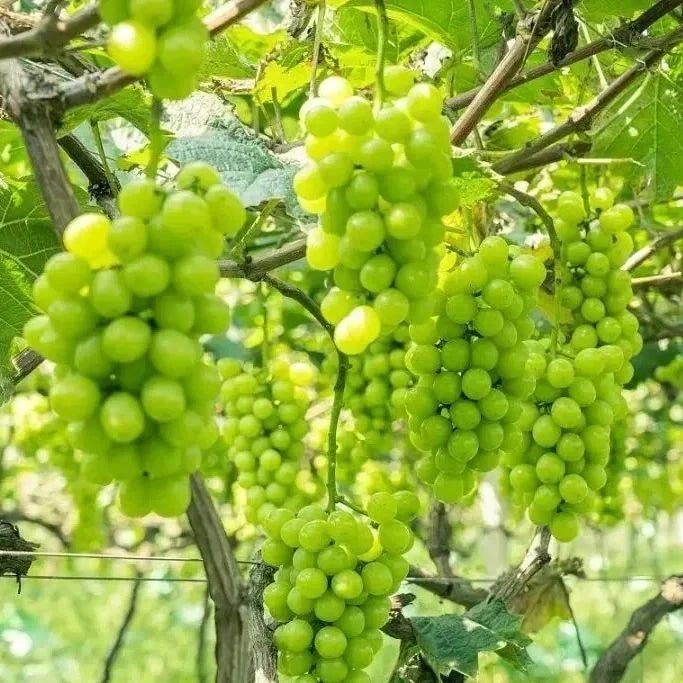 Premium Shine Muscat Grape Seeds (Vitis vinifera var. Shine Muscat) – Luxury Japanese Green Table Grape Fruit Seeds for Planting (100+ Pcs)