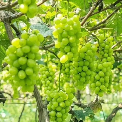 Premium Shine Muscat Grape Seeds (Vitis vinifera var. Shine Muscat) – Luxury Japanese Green Table Grape Fruit Seeds for Planting (100+ Pcs)