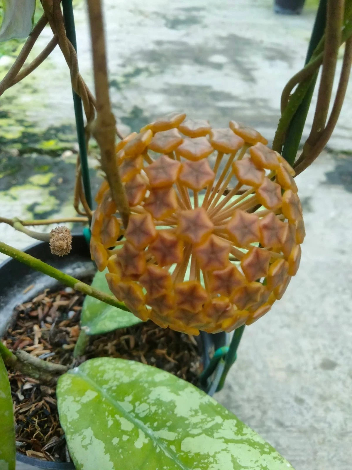 Hoya sp. Aceh Rice Splash - Rare & Unique Tropical Wax Plant