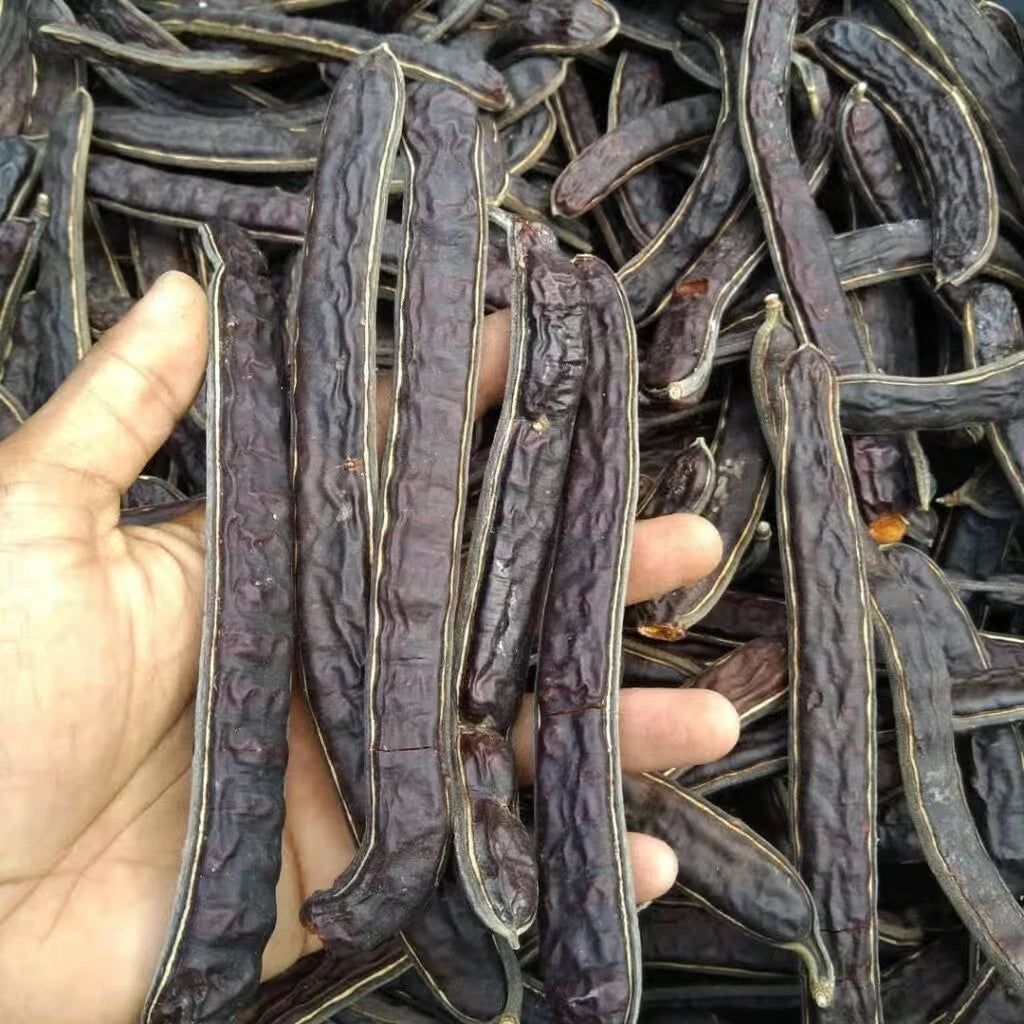 100+ Trembesi Rain Tree Seeds (Samanea saman) – Fast-Growing Shade & Timber Tree Certified Specimen Seeds for Planting