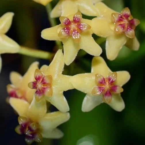 Hoya Collina 'Papua' – Premium Fresh Rare Tropical Wax Plant Cuttings