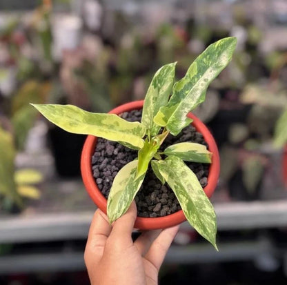 Philodendron Florida Beauty x Tortum Variegated Seeds (Philodendron Hybrid / Rare Variegated Deeply Lobed Climbing Aroid Seeds) – Premium Exotic Botanical Specimen Plant Seeds for Planting