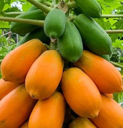 Bulk Red Cibinong Papaya Seeds (Carica papaya 'Red Cibinong') – 150+ Premium Fresh Rare Large Sweet Red Papaya Seeds for Planting