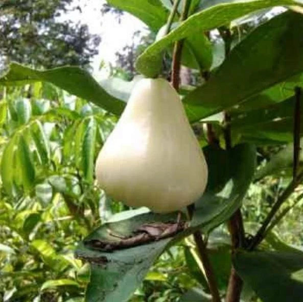 Milk Water Apple Grafted Seedling (Syzygium samarangense) – Premium Sweet White Wax Jambu (Free Phytosanitary Certificate)