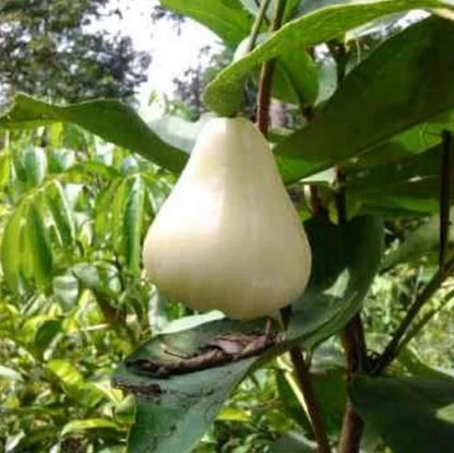 Milk Water Apple Grafted Seedling (Syzygium samarangense) – Premium Sweet White Wax Jambu (Free Phytosanitary Certificate)