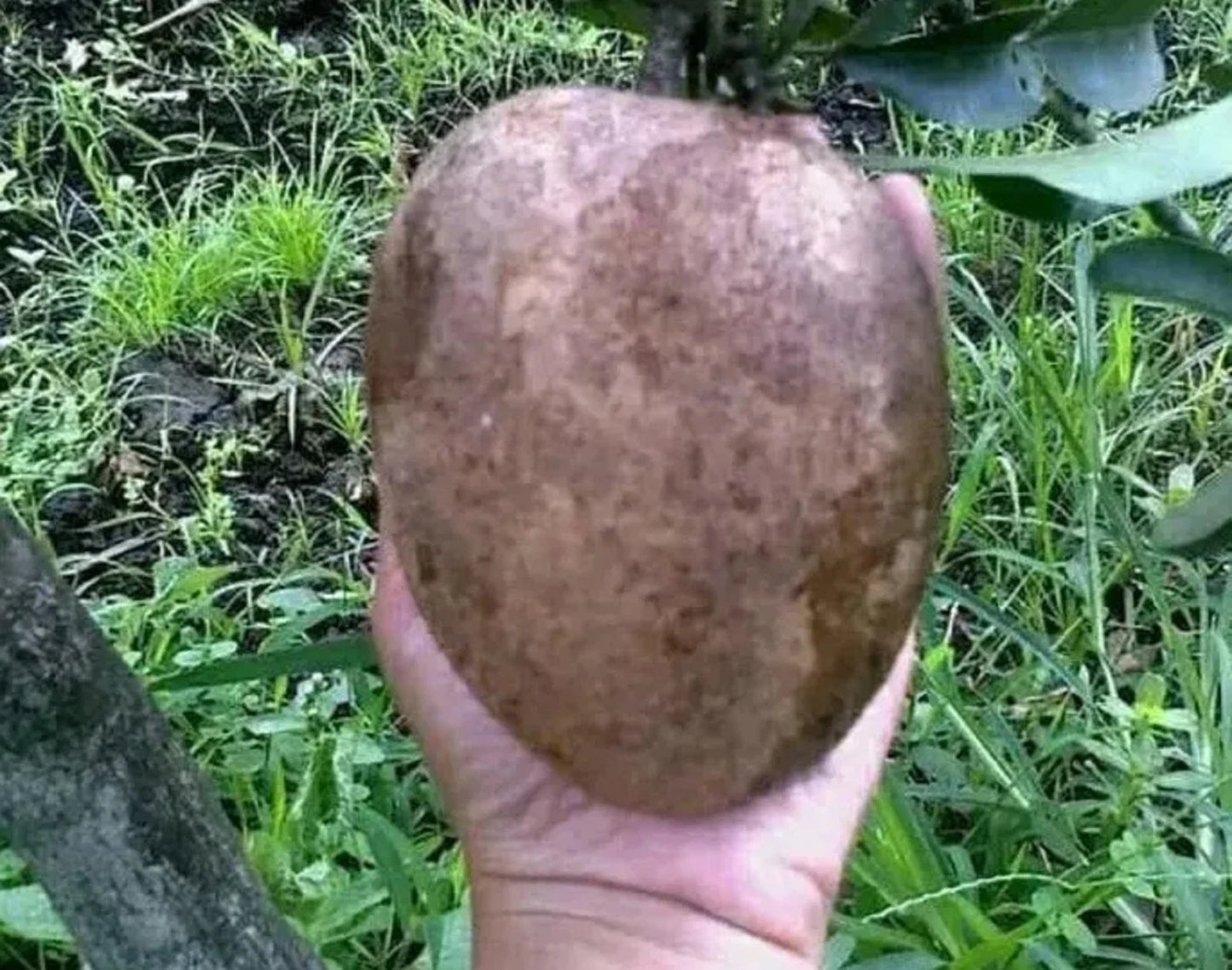 Alano Jumbo Sapodilla Grafted Fruit Tree - Premium Tropical Ciku