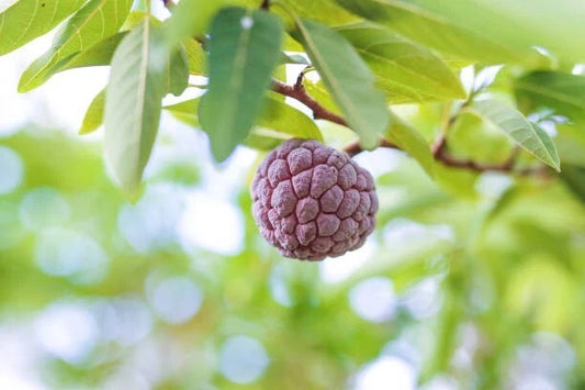 Red Sugar Apple Custard Apple (Annona squamosa) – 100+ Premium Seeds