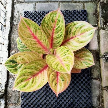 Aglaonema 'Mekarsari' - Elegant & Unique Tropical Houseplant