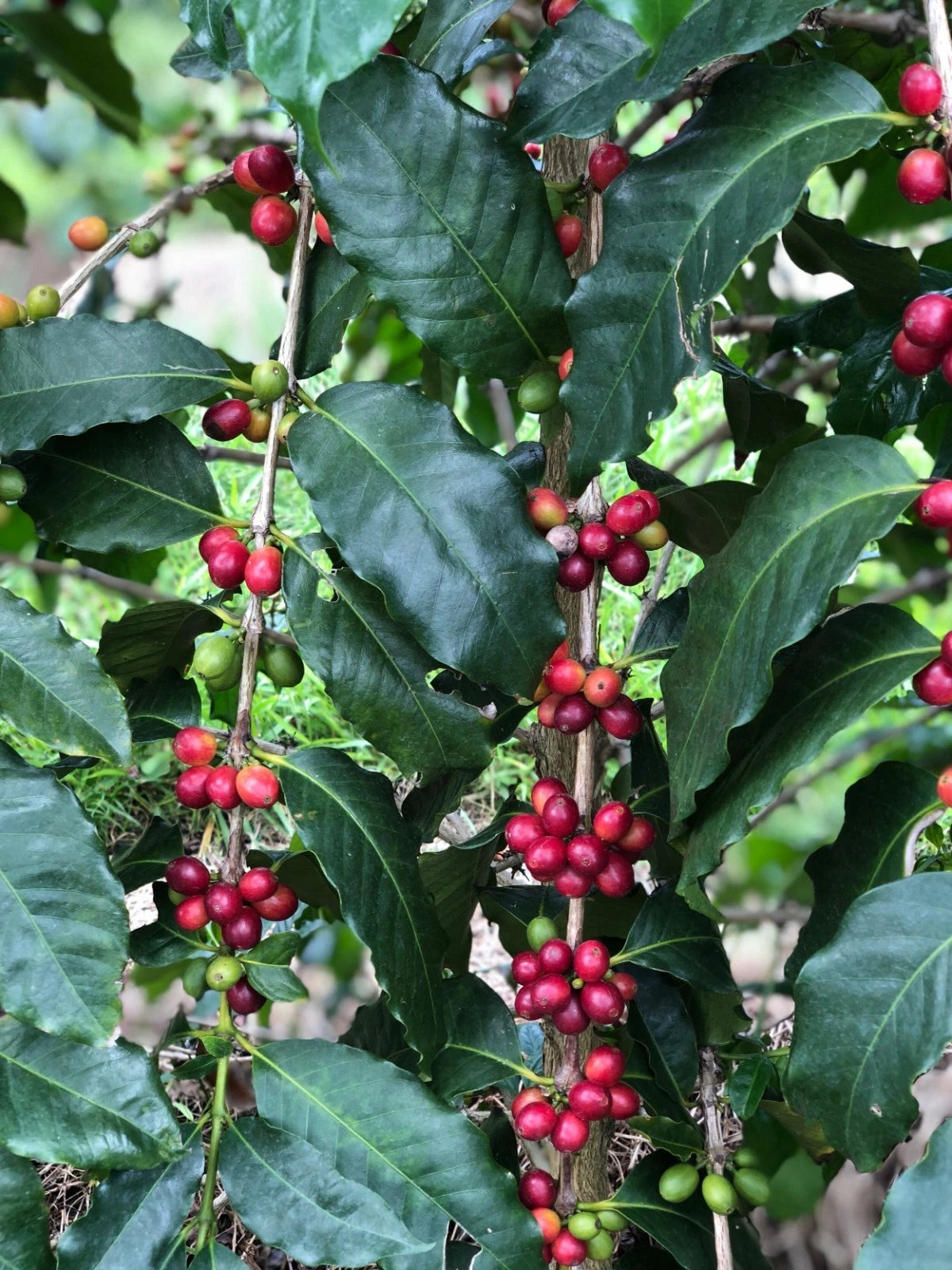 Pink Bourbon Coffee Seeds (Coffea arabica var. Bourbon Rosado) – Premium Certified Rare Specialty Gourmet Coffee Bean Seeds for Planting (120 Pcs)