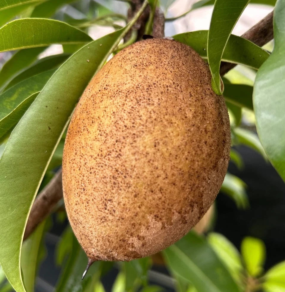 Silas Wood Sapodilla Seeds (Manilkara zapota) – 35+ Premium Dwarf High-Yielding Chikoo Seeds