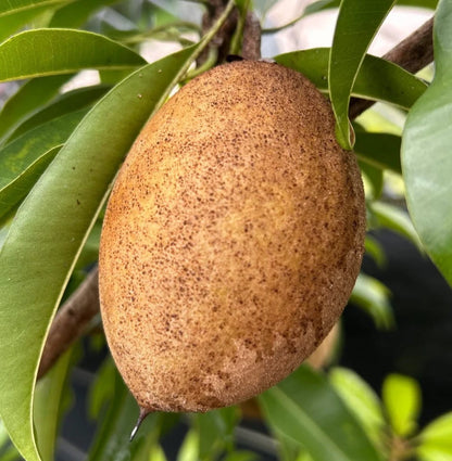 Silas Wood Sapodilla Seeds (Manilkara zapota) – 35+ Premium Dwarf High-Yielding Chikoo Seeds