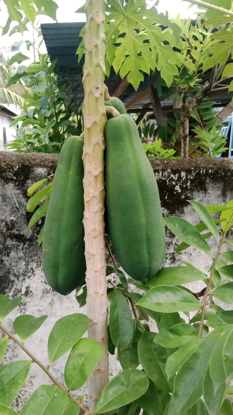 Bangkok Giant Papaya (Carica papaya L.) – 500+ Premium Fresh Seeds