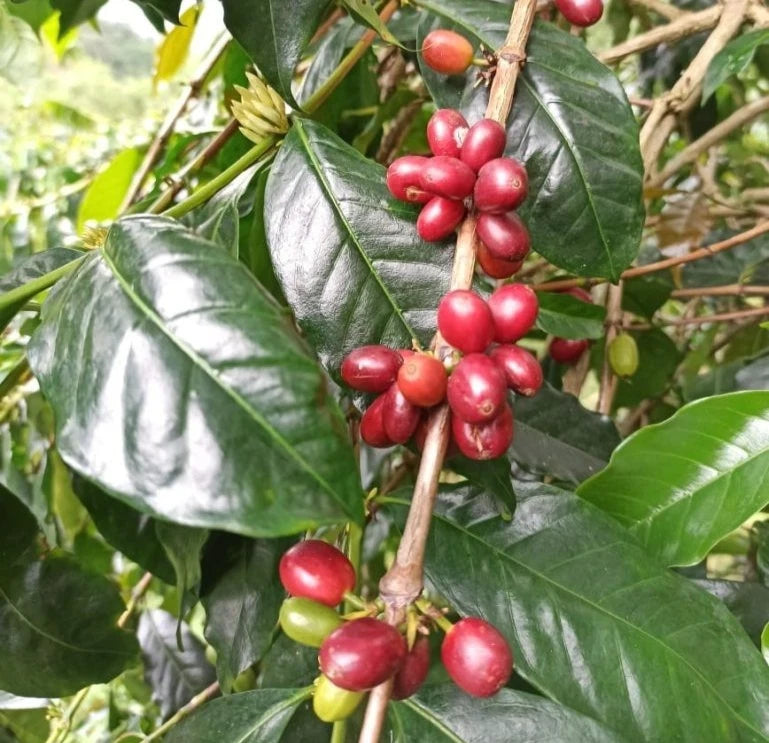 Obata Coffee Seeds (Coffea arabica x canephora / 120+ Disease-Resistant Hybrid Coffee Bean Seeds) – Premium Exotic Botanical Specimen Plant Seeds for Planting