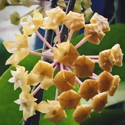 Hoya Aff Vitellina – Rare Tropical Indoor Outdoor Wax Plant Cutting / Starter Plant