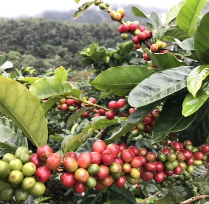 120+ SL34 Coffee Seeds (Coffea arabica) – Certified Kenyan Specialty Coffee Bean Crop Seeds for Planting
