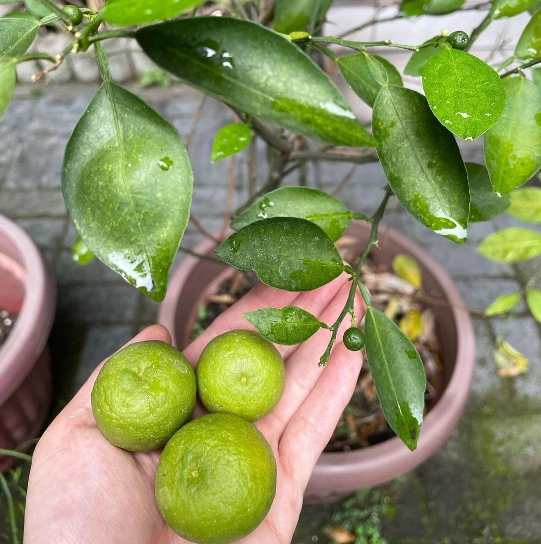Limau Seeds (Citrus amblycarpa) – Premium Certified High-Yield Java Lime Citrus Fruit Tree Plant Seeds for Planting (100 Pcs)