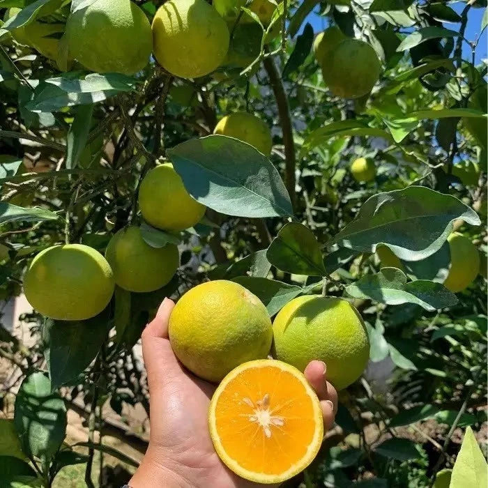 Baby Java Orange (Citrus sinensis (L.) Osbeck) – 2000+ Premium Seeds