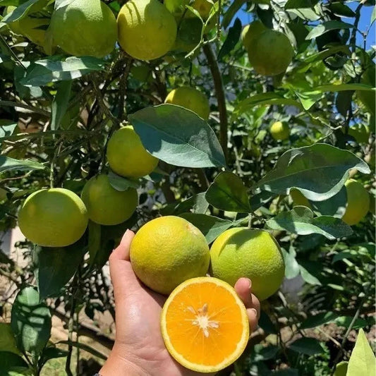 Baby Java Orange (Citrus sinensis (L.) Osbeck) – 2000+ Premium Seeds