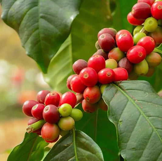 120+ Batian Coffee Seeds (Coffea sp. / High-Yielding Disease-Resistant Arabica Coffee Cultivar Bean Seeds) – Premium Botanical Specimen Plant Seeds for Planting