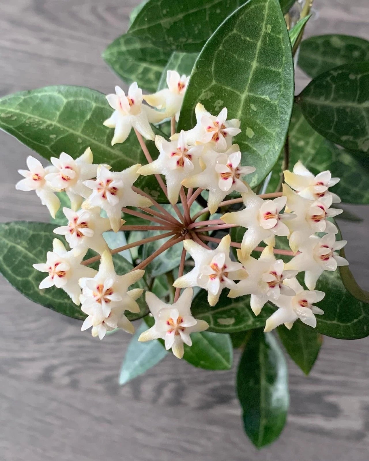 Rare Hoya Elliptica Live Plant - Premium Tropical Wax Plant Easy Care Houseplant