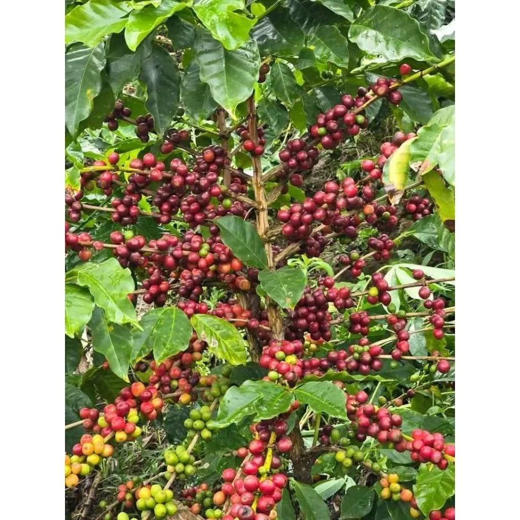 120+ Super Ateng Arabica Coffee Seeds (Coffea arabica) – High Yield Compact Plant Certified Crop Seeds for Planting