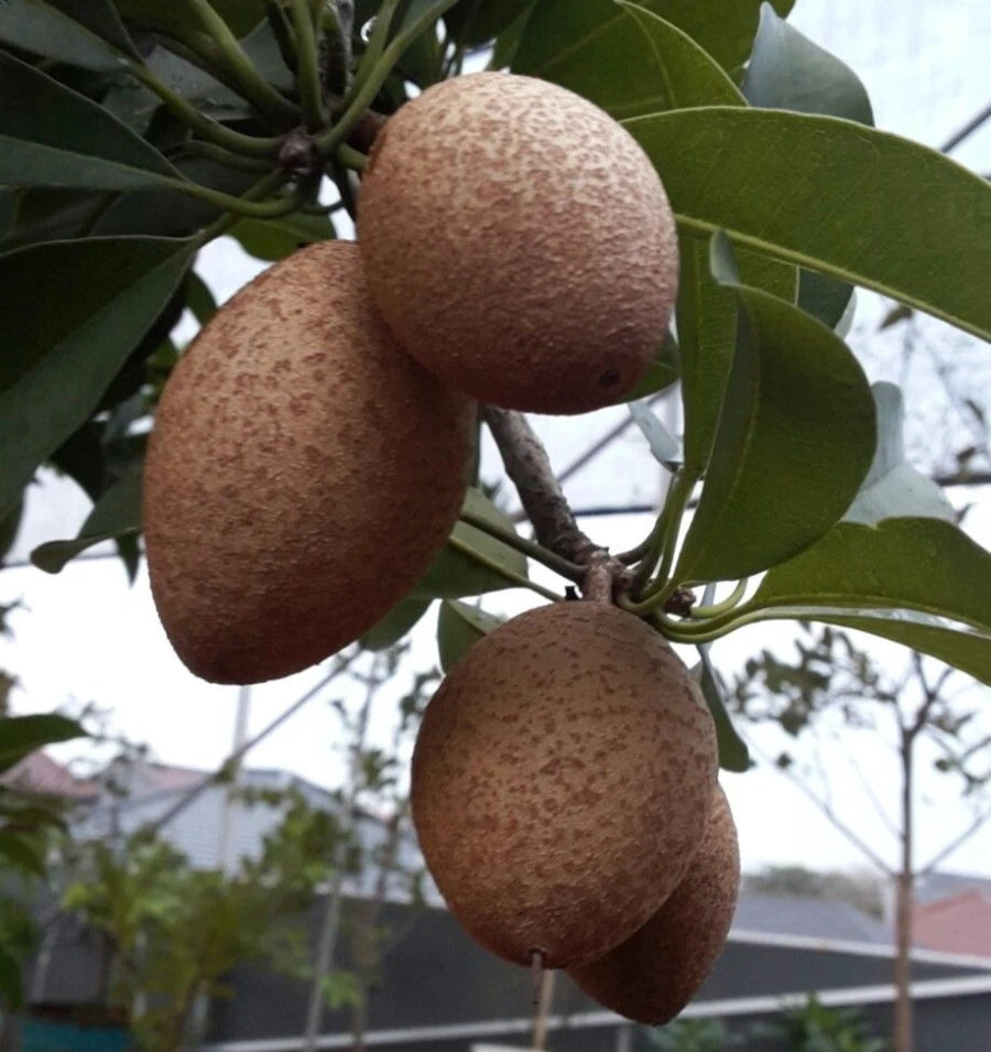 Bangsai Sapodilla Seeds (Manilkara zapota) – 35+ Premium Chikoo Seeds