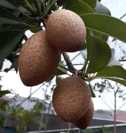 Bangsai Sapodilla Seeds (Manilkara zapota) – 35+ Premium Chikoo Seeds