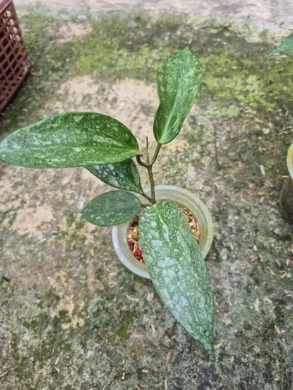 Hoya latifolia 'Rimba Silver' – Rare Silver-Splash Epiphytic Specimen (Collectors Quality)