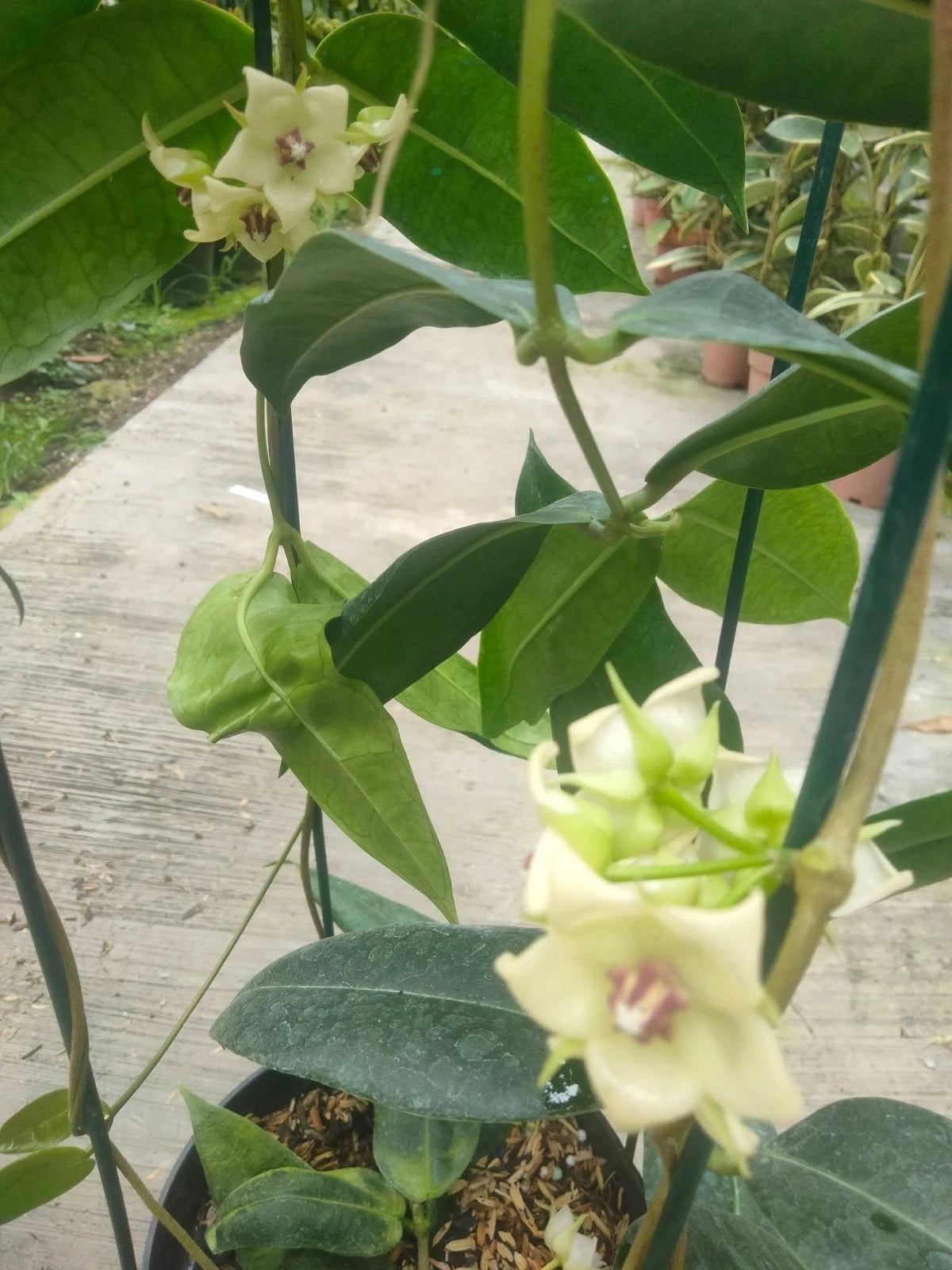 Hoya Surisana - Rare & Elegant Tropical Wax Plan