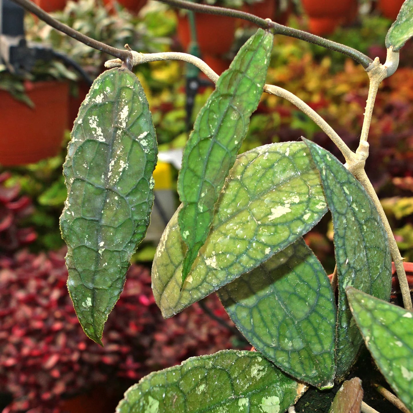 Hoya Clemensiorum ‘Dragon Scale’ | Rare Tropical Wax Plant | Grail Collector Hoya | Exotic Houseplant