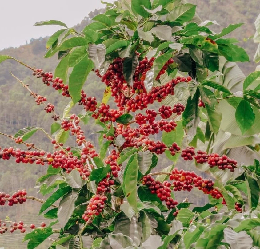 SL22 Coffee Seeds (Coffea arabica var. SL22) – Certified High-Yield Gourmet Coffee Bean Seeds for Planting (120 Pcs)