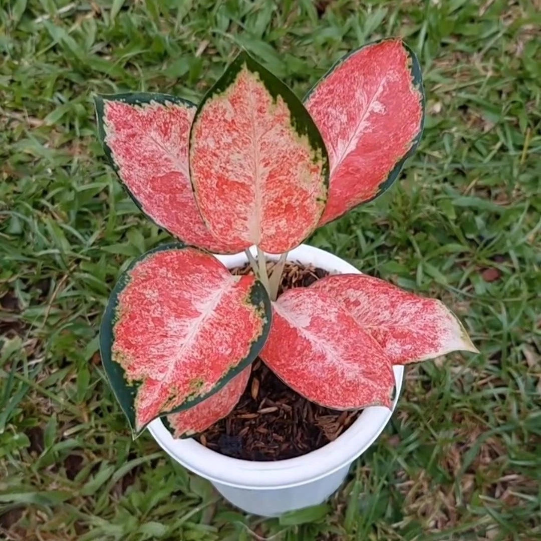 Aglaonema 'Wagyu' - Unique & Premium Tropical Houseplant
