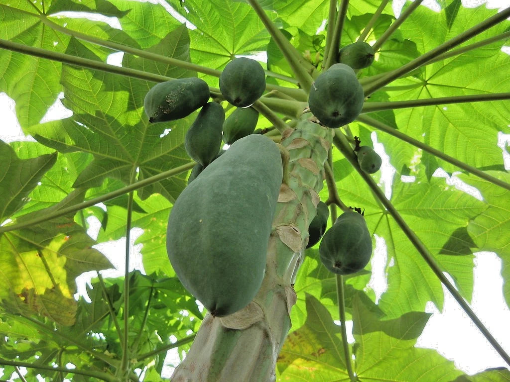 Hanging Gantung Papaya Seeds (Carica papaya / 150+ Premium Cascading Tropical Fruit Seeds) – Premium Exotic Botanical Specimen Plant Seeds for Planting