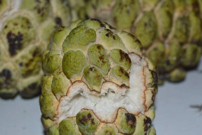 Green Sugar Apple Seeds (Annona squamosa / 300+ Sweet Custard Apple Fruit Tree Seeds) – Premium Exotic Botanical Specimen Plant Seeds for Planting
