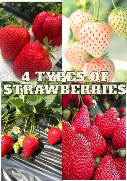 Strawberry Seeds 160+ pcs Bundle (Fragaria × ananassa) – 4-Cultivar Garden Package Premium Certified Sweet Berry Fruit Plant Seeds for Planting