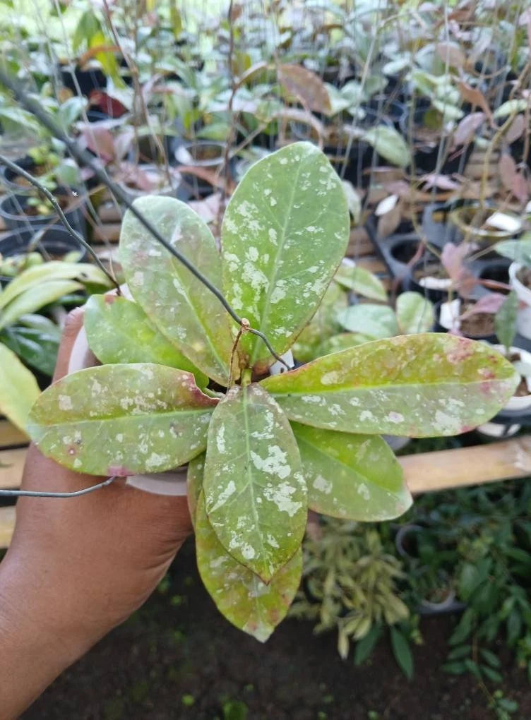 Hoya buntokensis 'Splash' – Rare Tropical Wax Plant