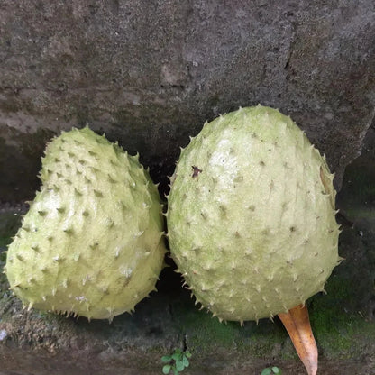 Bali Soursop Seeds (Annona muricata) – Premium Certified High-Yield Guanabana Graviola Fruit Tree Plant Seeds for Planting (100 Pcs)
