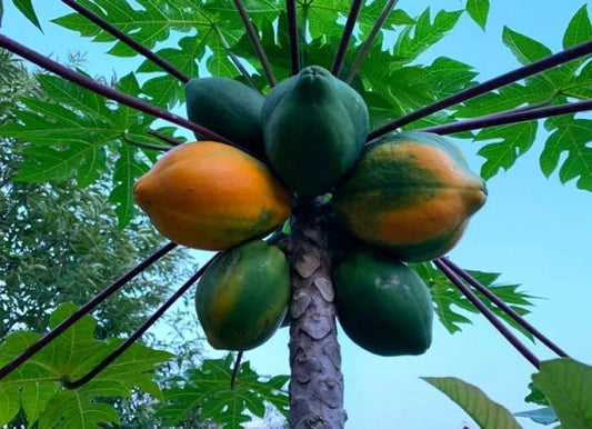 Wulung Papaya Seeds (Carica papaya) – Premium Certified High-Yield Sweet Tropical Papaya Fruit Tree Plant Seeds for Planting (100 Pcs)