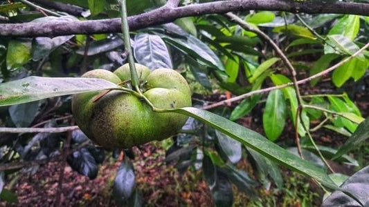 Black Sapote (Diospyros nigra) – 20+ Premium Chocolate Pudding Fruit Seeds