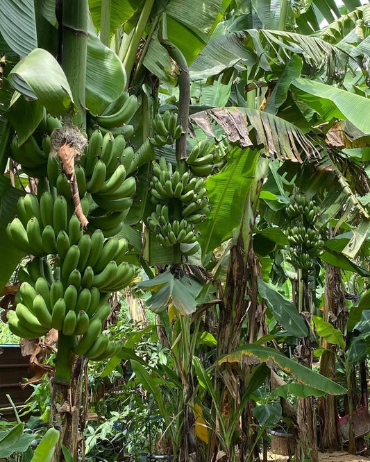 100+ FHIA-17 Banana Seeds (Musa acuminata) | Exotic Banana Fruit | Tropical Banana Tree | Rare Fruit Seeds