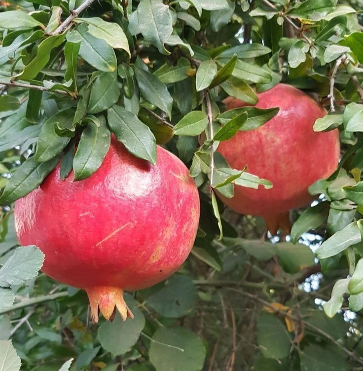 Shisheh Pomegranate Seeds (Punica granatum 'Shisheh') – 100+ Premium Fresh Rare Ultra-Sweet Soft-Seeded Shisheh Pomegranate Seeds