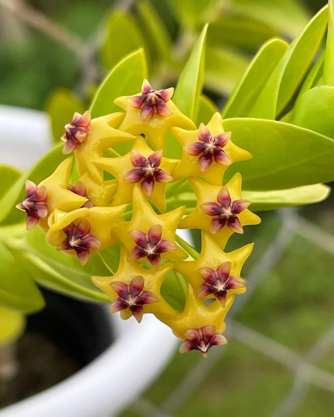 Hoya Cumingiana Flava Rare Tropical Wax Plant (Hoya cumingiana var. flava) – Premium Exotic Epiphytic Yellow-Flowered Vine Plant Seeds & Cuttings for Planting
