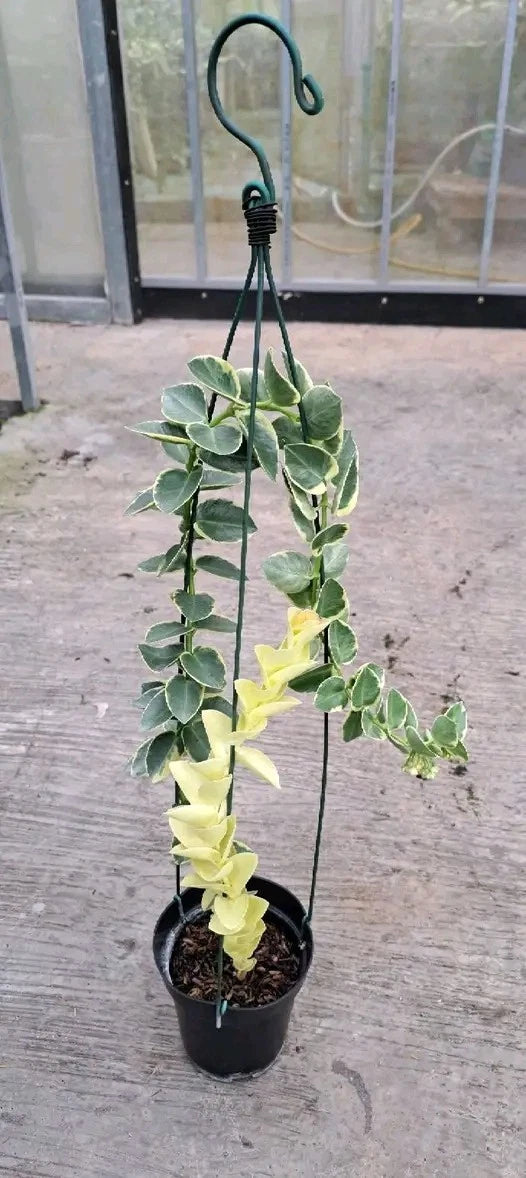 Rare Hoya Cumingiana Variegated Live Plant - Exotic Variegated Wax Plant