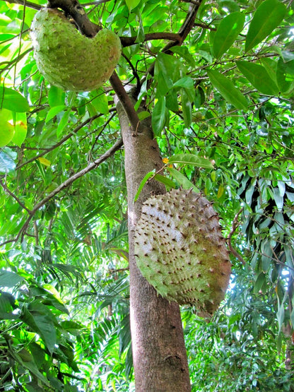 Mandalika Soursop Seeds (Annona muricata) – 1.000+ Premium Heirloom High-Yield Mandalika Guanabana Seeds for Planting