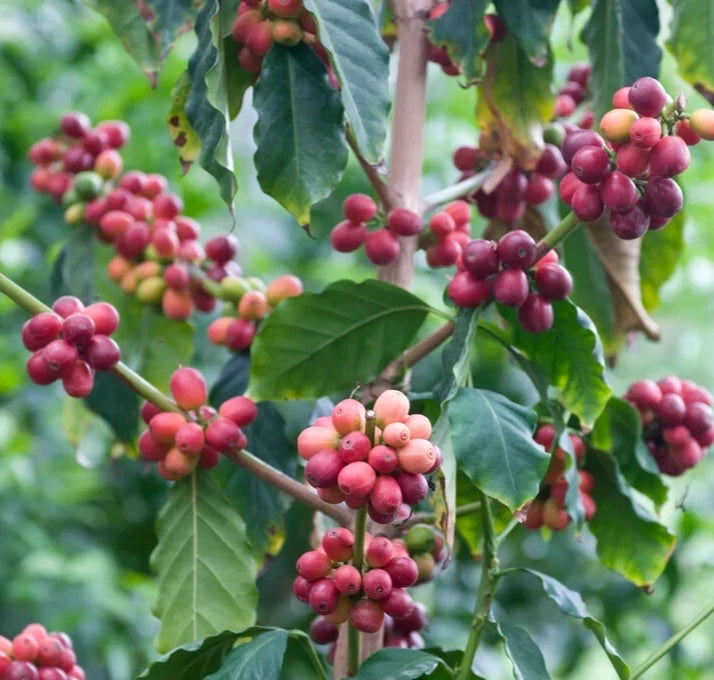 TimTim Coffee Seeds (Coffea arabica x canephora / 120+ Tim Tim Hybrid Coffee Bean Seeds) – Premium Exotic Botanical Specimen Plant Seeds for Planting