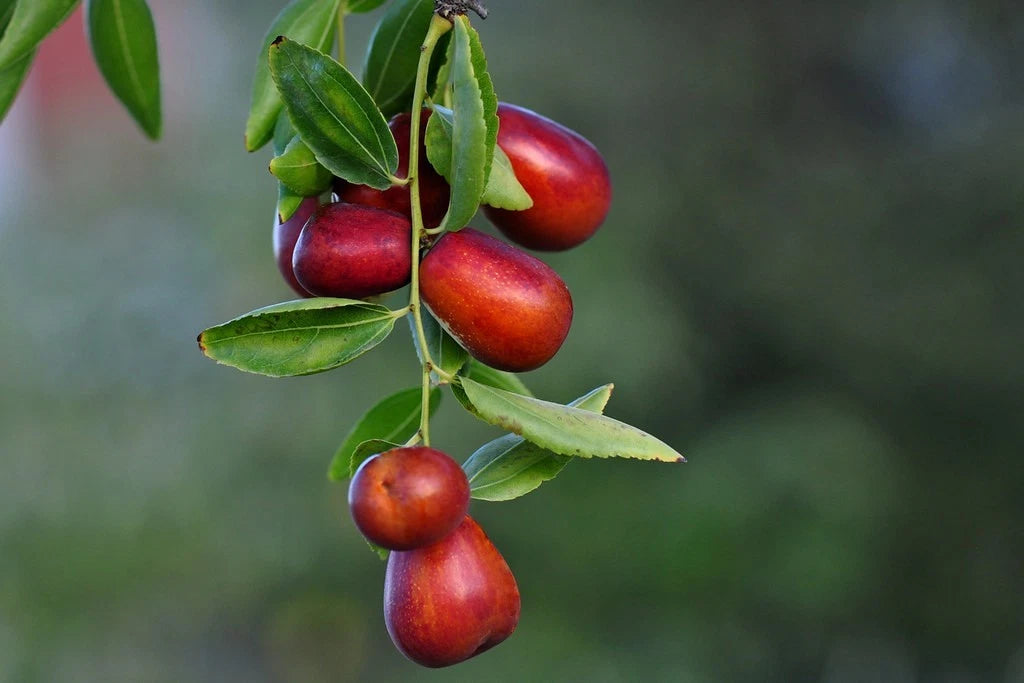 Red Jujube Seeds 100+ pcs (Ziziphus jujube) – Premium Certified Asian Jujube Sweet Red Date Fruit Tree Plant Seeds for Planting