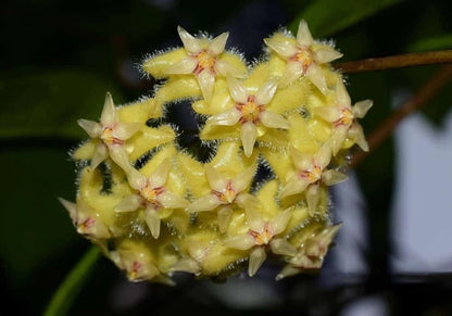 Rare Hoya Erythrina Bajo - Premium Textured Foliage Exotic Tropical Wax Plant